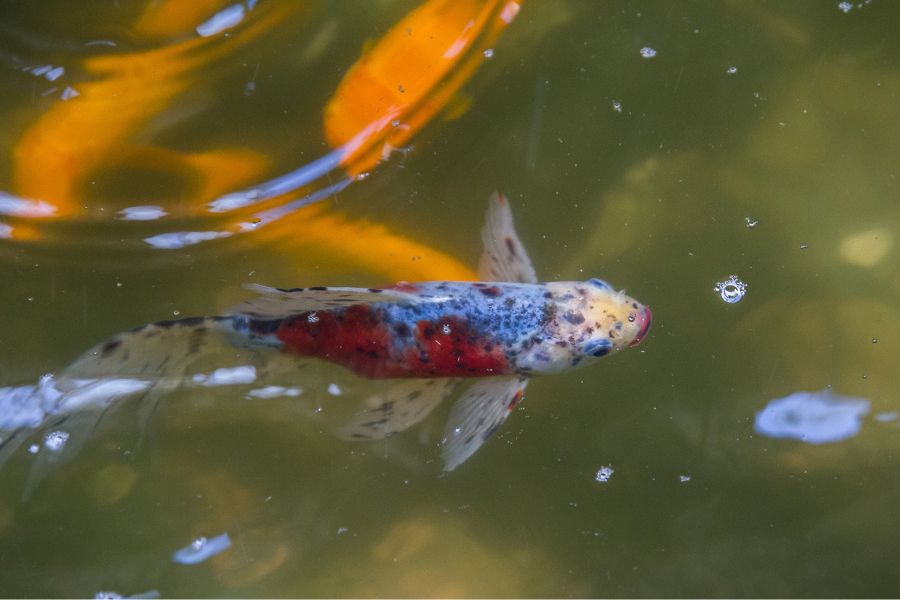 The London Shubunkin goldfish