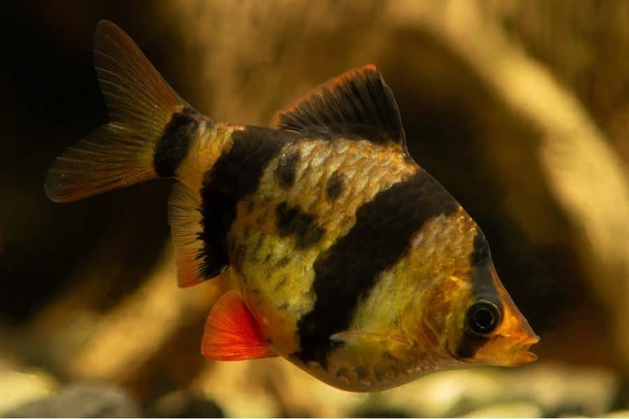 Tiger Barb female