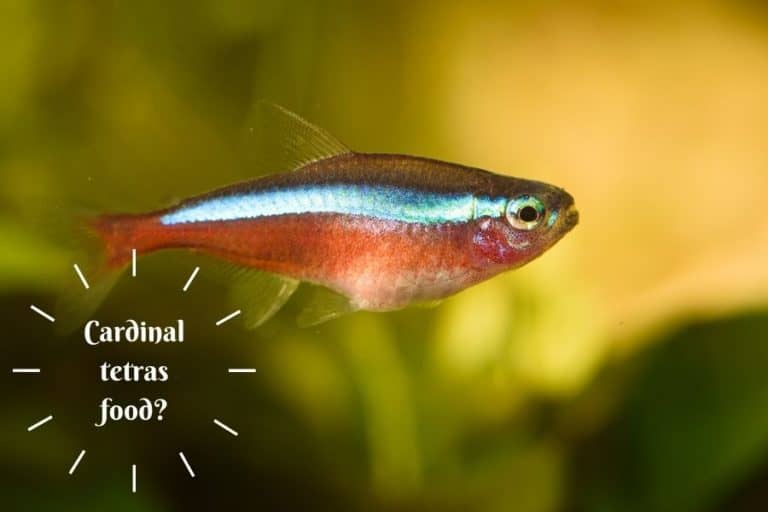 Ultimate Guide On What Cardinal Tetras Eat And Cardinal Tetra Food?