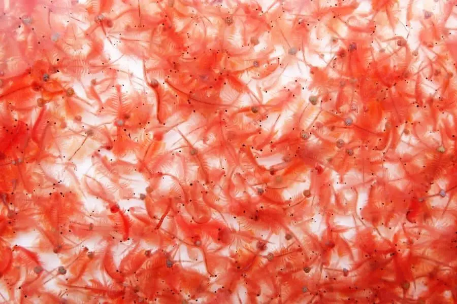 Brine shrimp