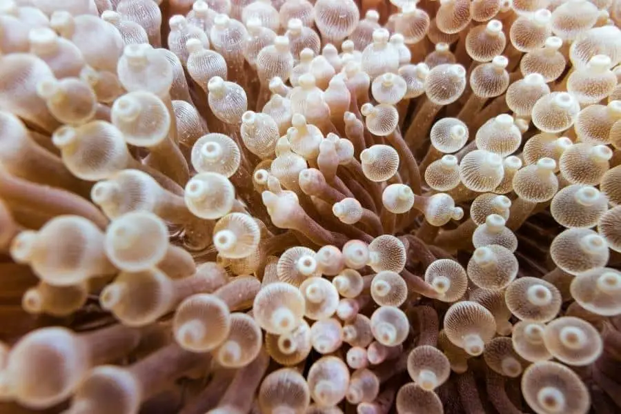 bubble tip anemone