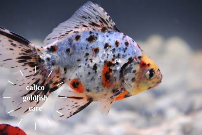 Calico Goldfish Care and 15 Things Must Know