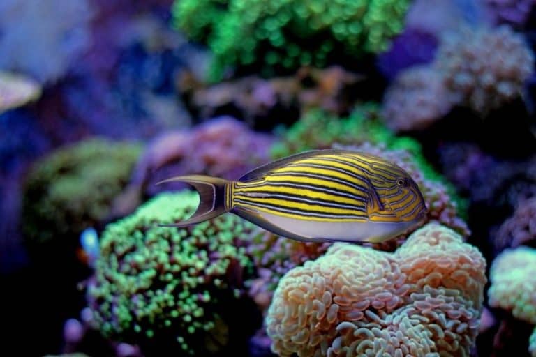 Clown Tang (Acanthurus lineatus) Marine Fish Care Guide