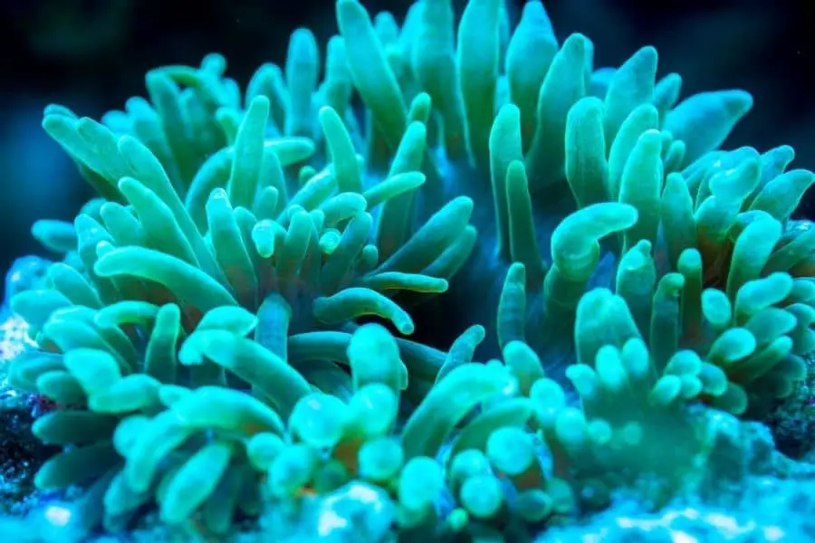 Green Bubble tip anemone