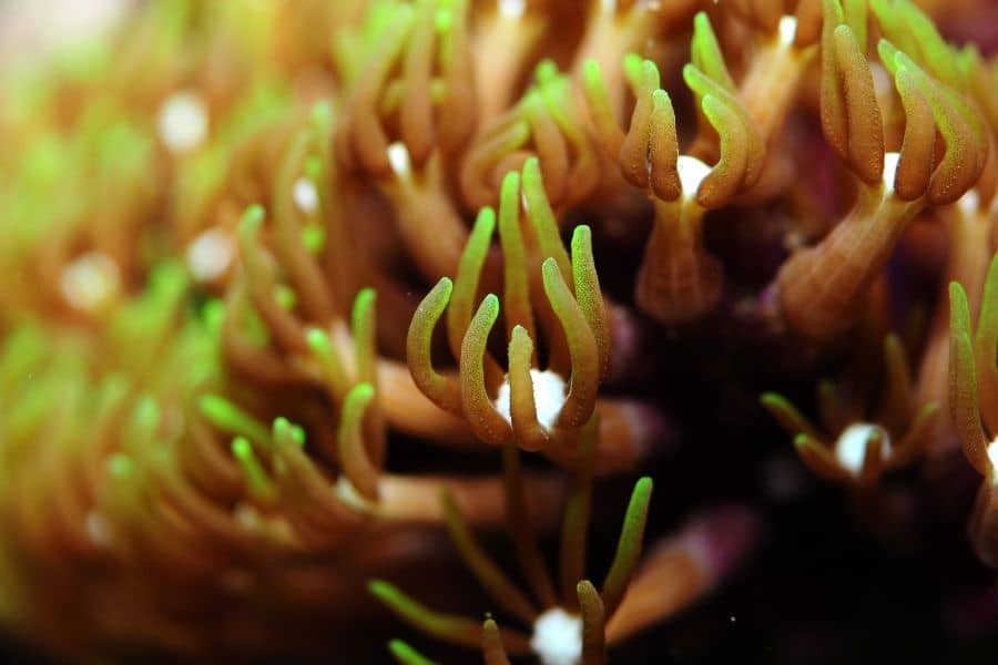 Green star polyps