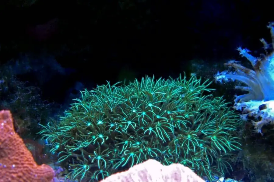 Green star polyp