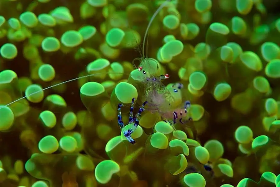 Green star polyps tank mates