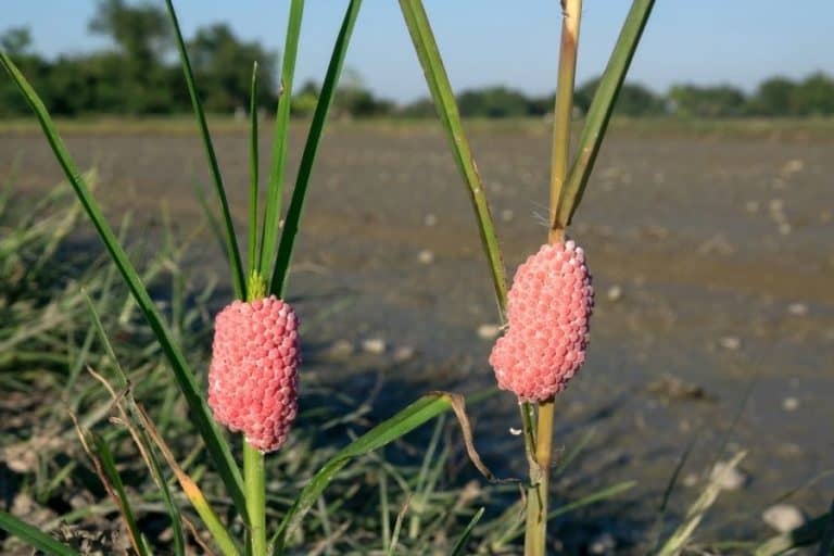 How To Tell If A Snail Is Pregnant? 12 Must Know Facts