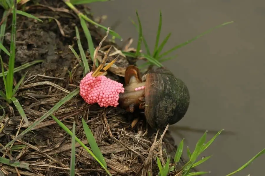 how to tell if a snail is pregnant Must Know facts