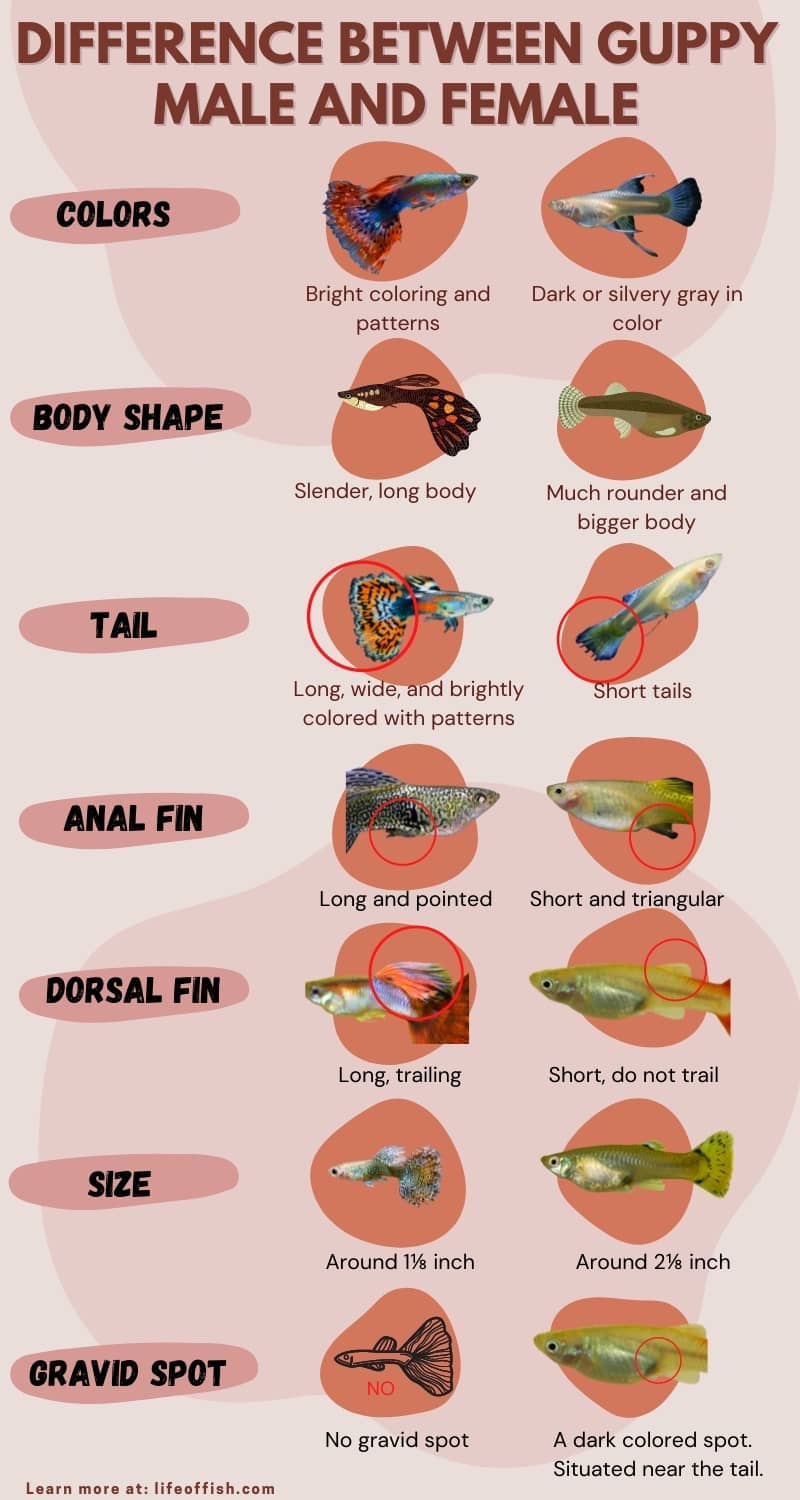 How to Identify Male and Female Guppies infographic