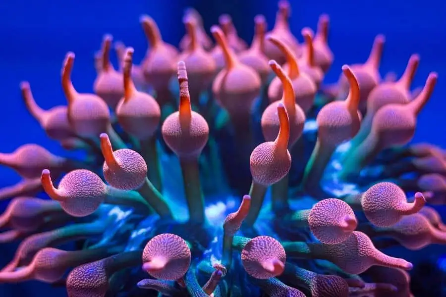 Rainbow Bubble tip anemone