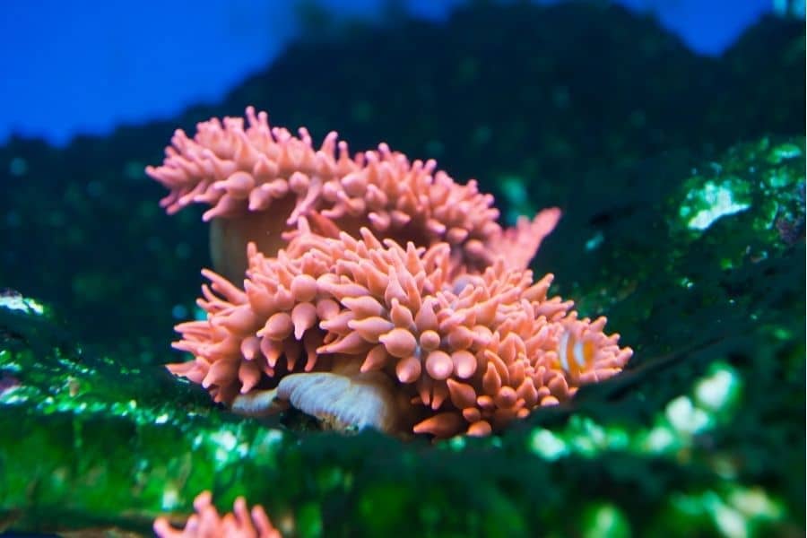 Rose Bubble tip anemone