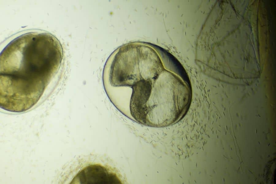 snail eggs on microscope