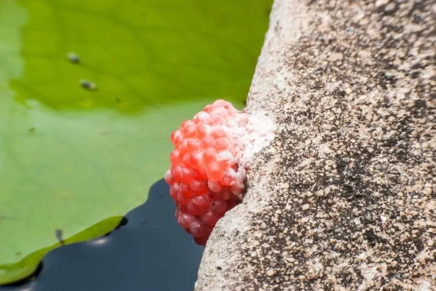 snail eggs