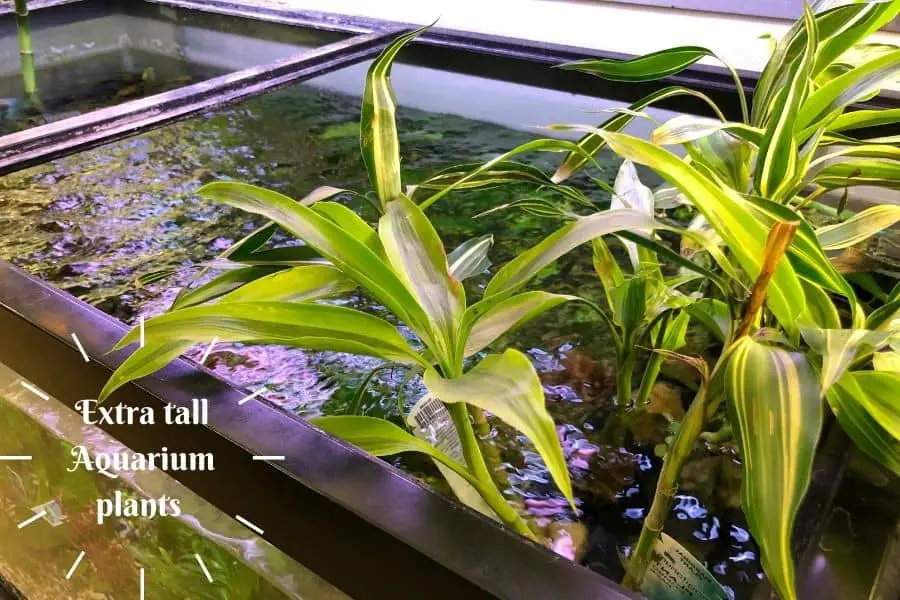 tall aquarium plants