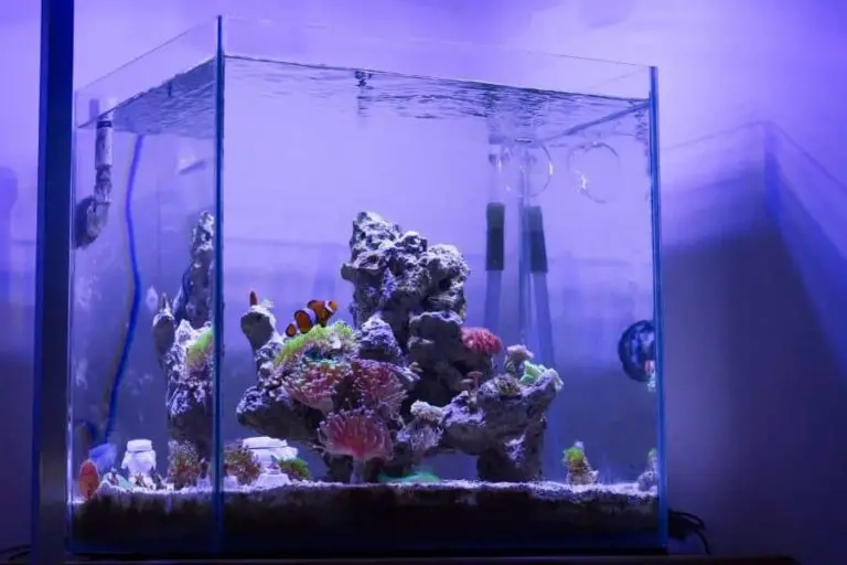 Best Nano Fish Tank Uk Fish saltwater aquariums gallon separation variants reeflabs canister paulsvang