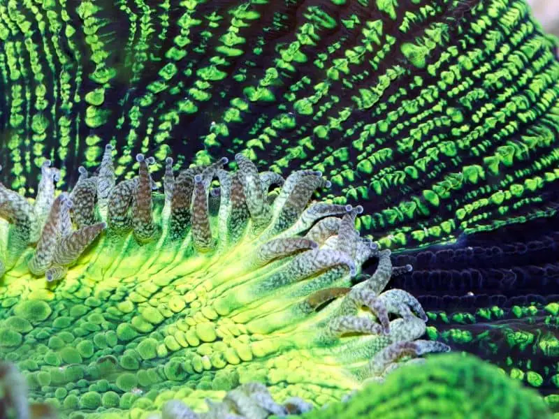 Acanthophyllia Coral close look