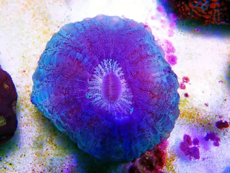 Acanthophyllia Coral