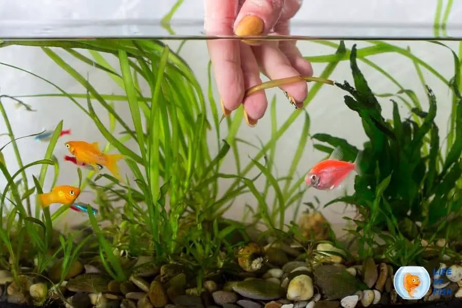Alum Dip For Aquarium Plants Ultimate Guide To Get Rid Of Snails
