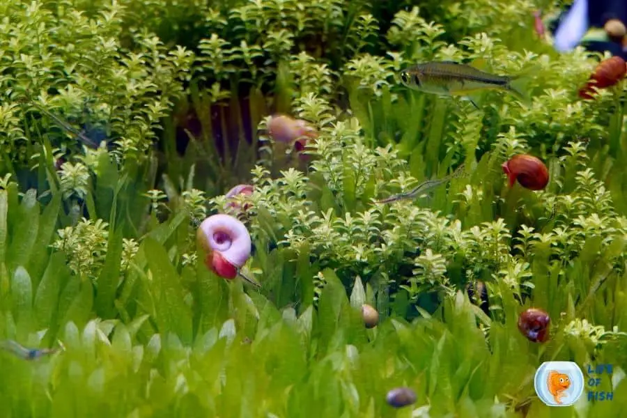 snail on aquarium plant