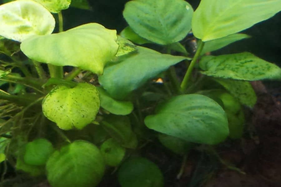 Anubias