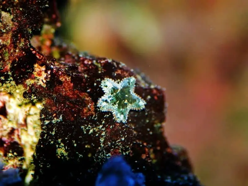 Asterina Starfish