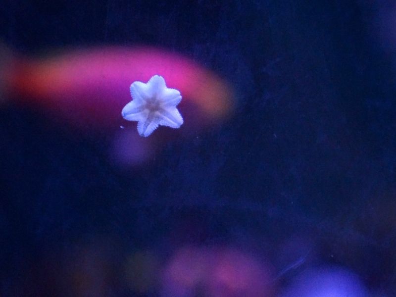 Asterina Starfish