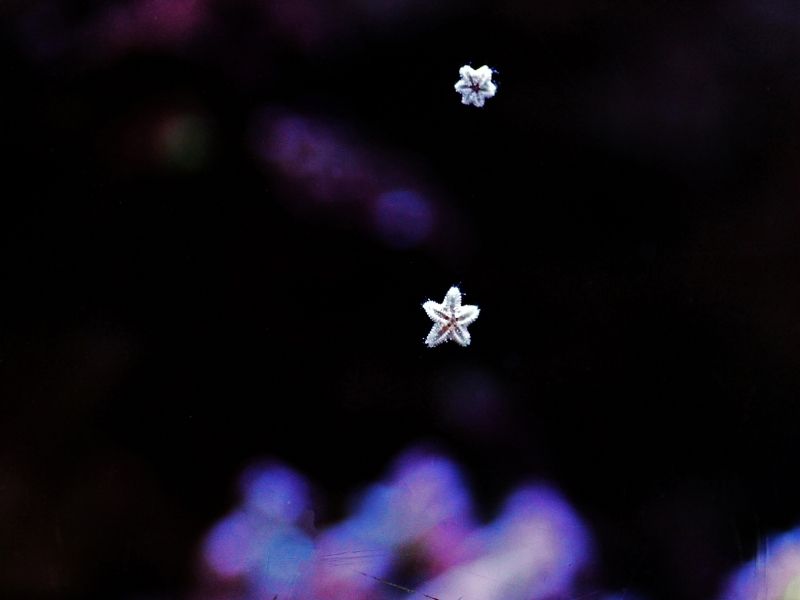 Asterina Starfish