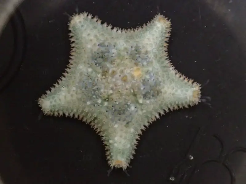 Asterina Starfish