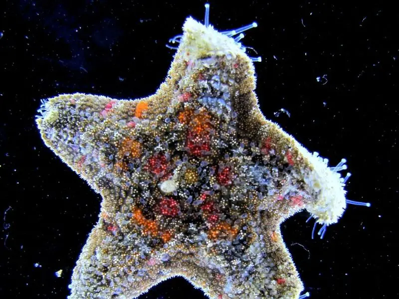 Asterina Starfish