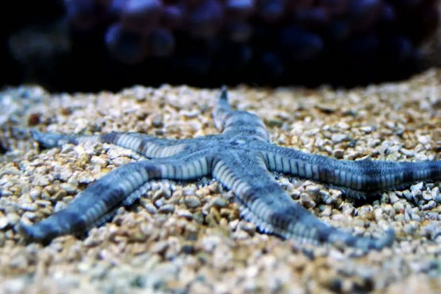 Astropecten-polycanthus-Sand-sifting-starfish