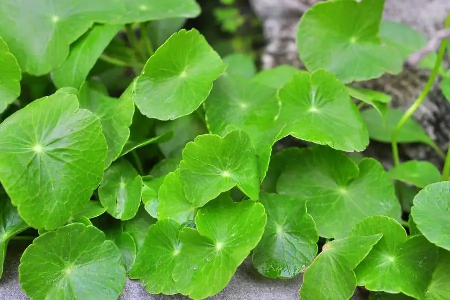 Brazilian Pennywort