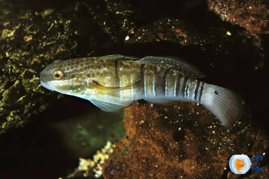 Brown Barred Goby 
