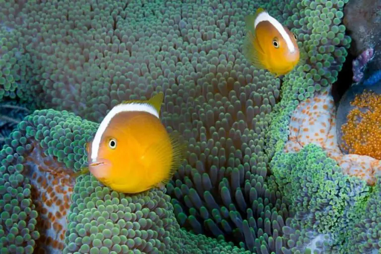 What Age Do Clownfish Change Gender