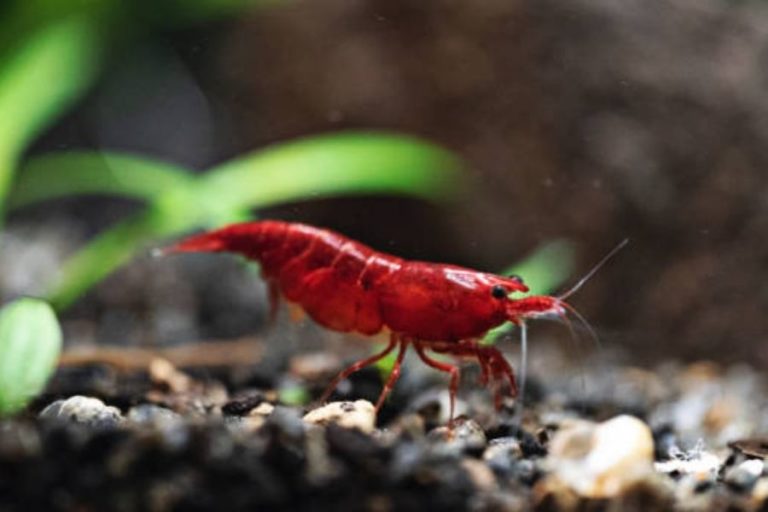 Cherry Shrimp Babies Care | List of Things You Should Consider