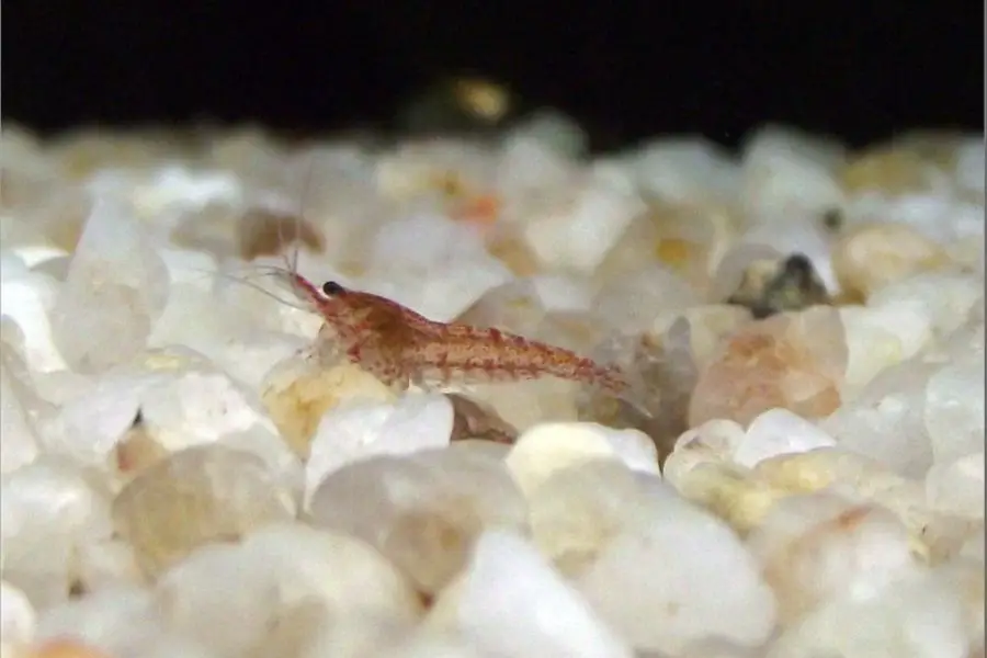 Cherry Shrimp Babies Care | List of Things You Should Consider