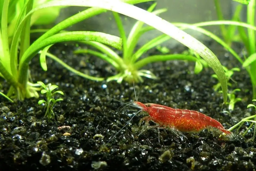cherry shrimp babies