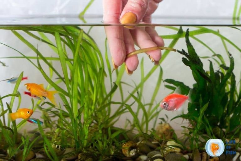 How To Clean Aquarium Plants With Hydrogen Peroxide?