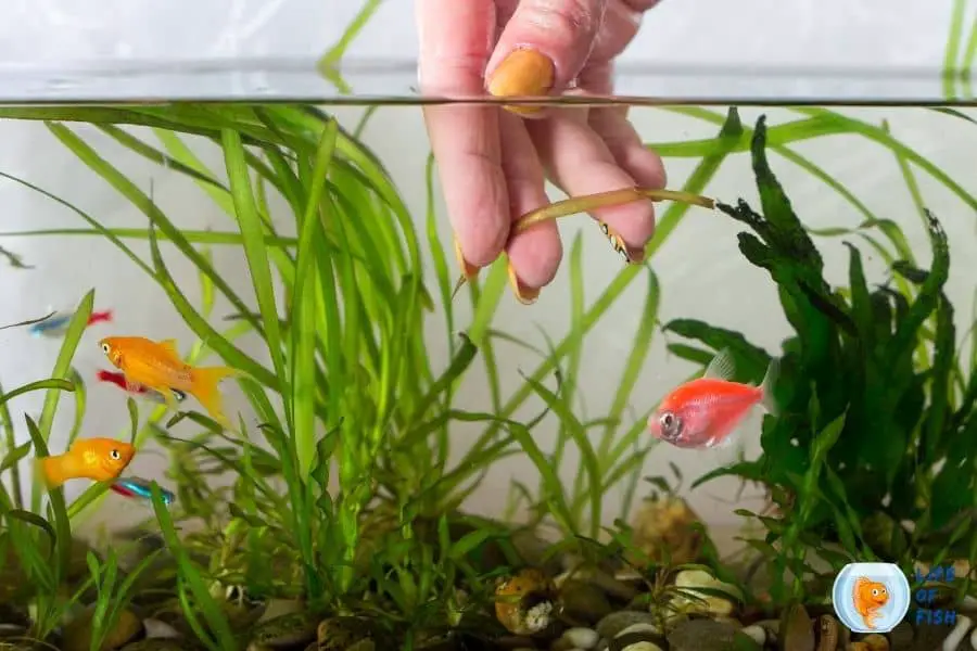 Clean Aquarium Plants With Hydrogen Peroxide
