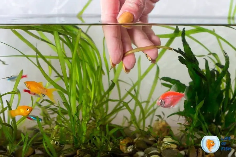How To Clean Aquarium Plants With Hydrogen Peroxide 