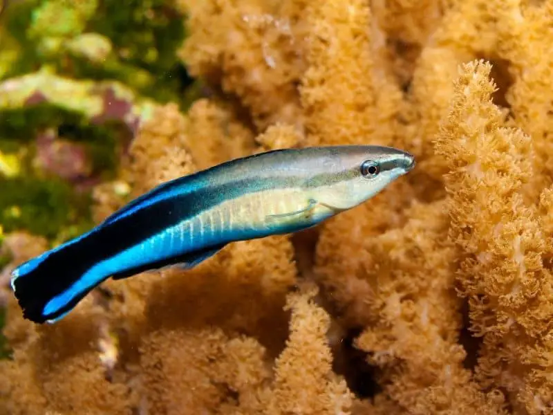 Cleaner Wrasse