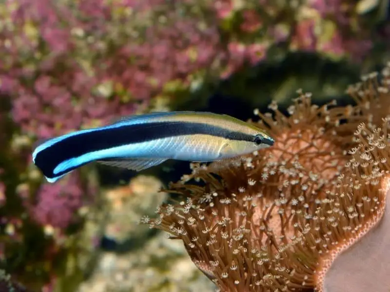 Cleaner Wrasse Tank