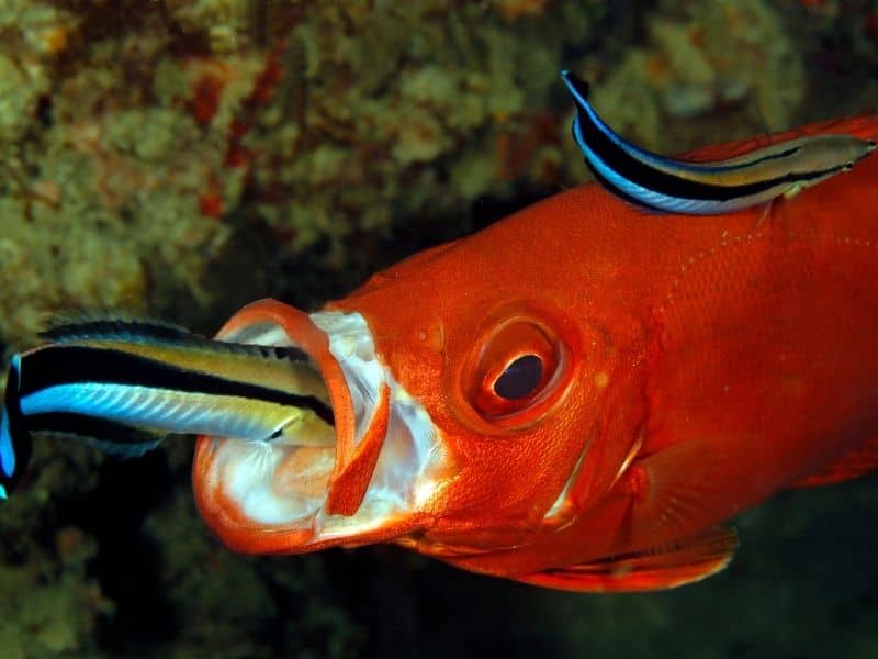 Cleaner Wrasse cleaning