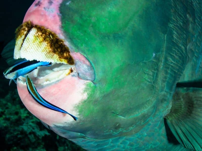 Cleaner Wrasse cleaning