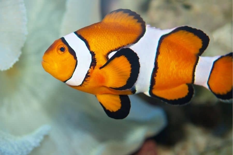 Clownfish size
