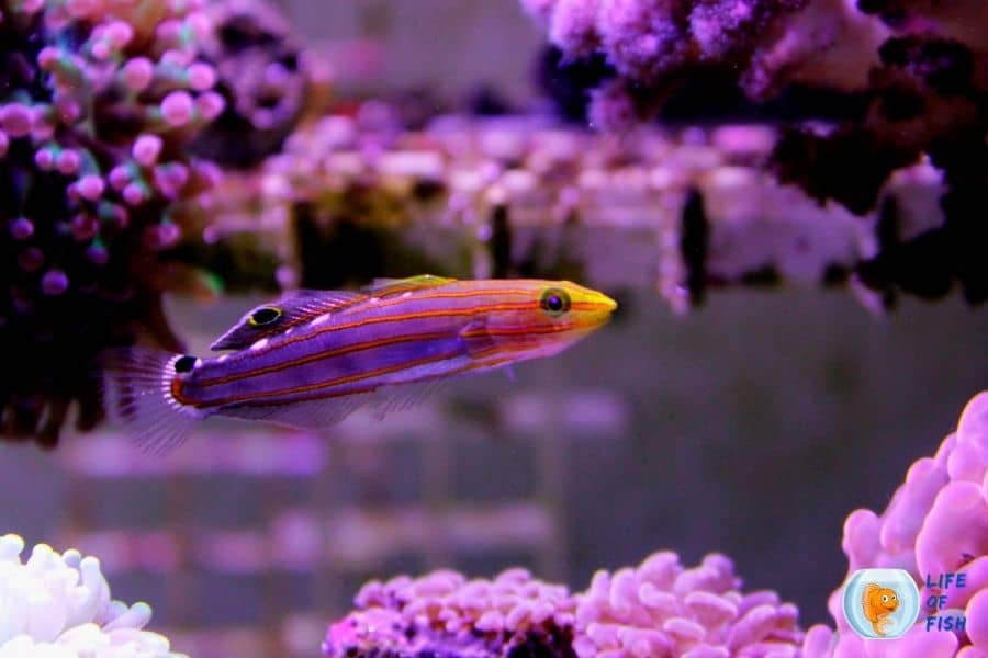 Court Jester Goby 