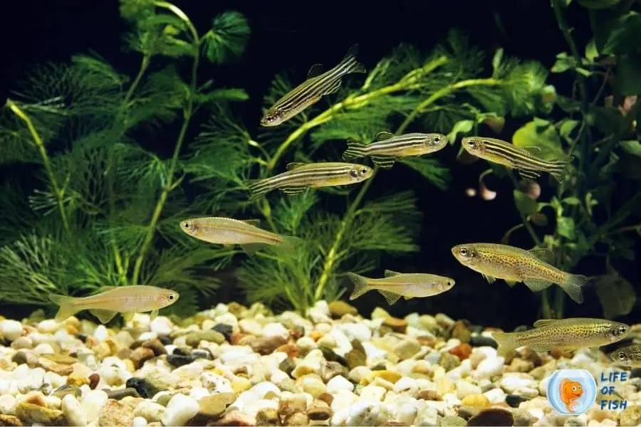 Danios eat plants