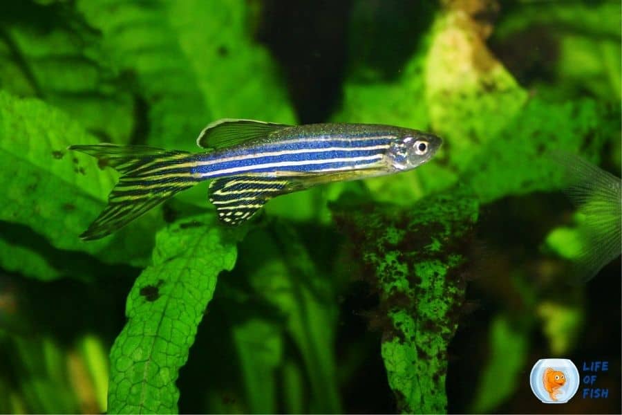 goldfish and zebra danios