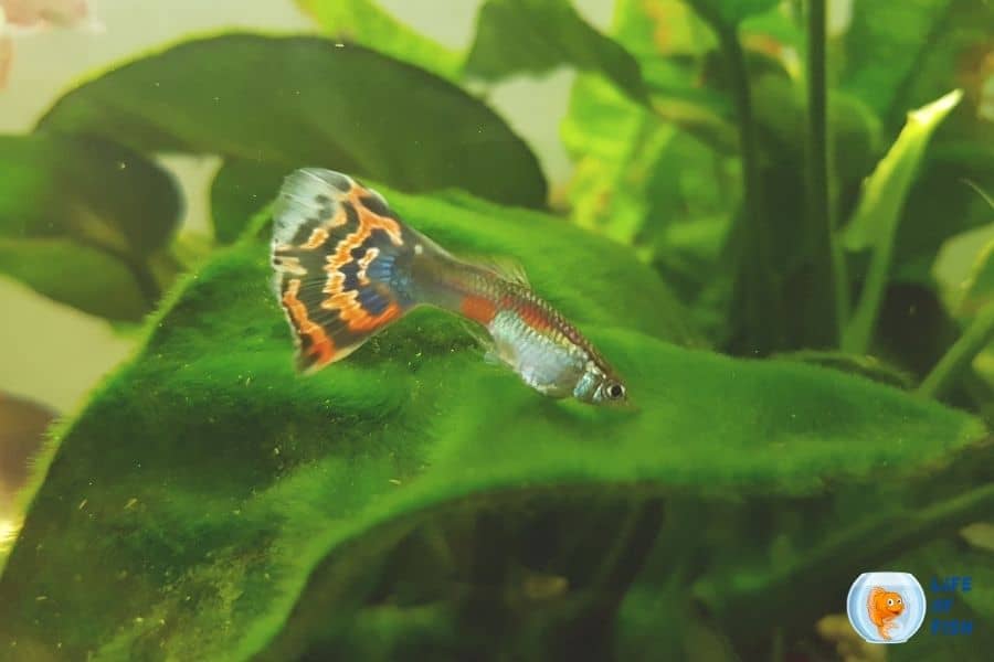 Guppies Eating Plants