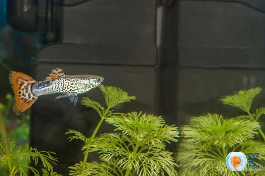 What plants do guppies eat?